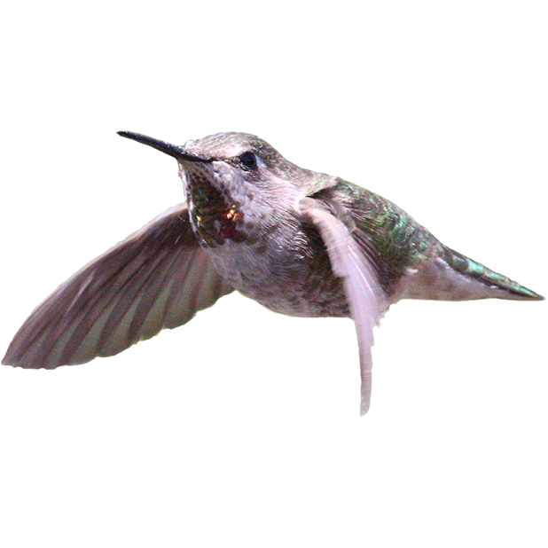 Hummingbird Sticker Pack messages sticker-5
