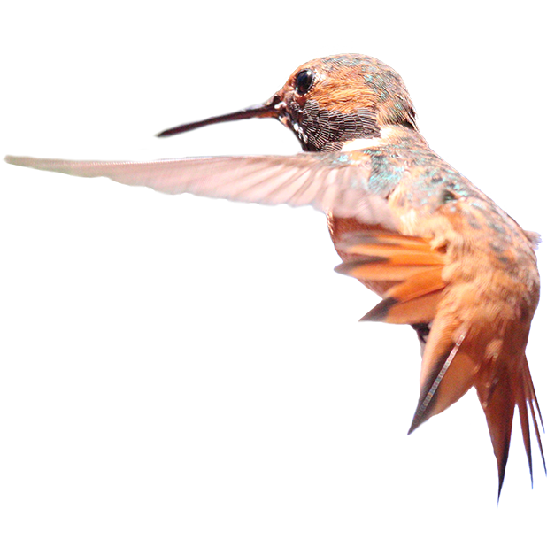 Hummingbird Sticker Pack messages sticker-3