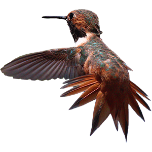 Hummingbird Sticker Pack messages sticker-0