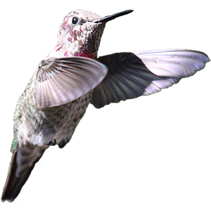 Hummingbird Sticker Pack messages sticker-9