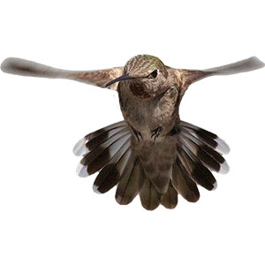 Hummingbird Sticker Pack messages sticker-2