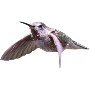 Hummingbird Sticker Pack messages sticker-10