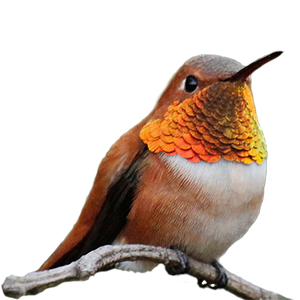 Hummingbird Sticker Pack messages sticker-7