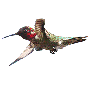 Hummingbird Sticker Pack messages sticker-6