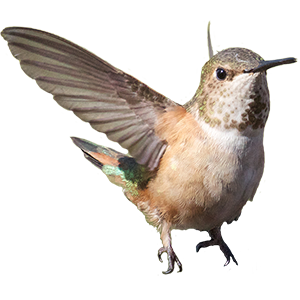 Hummingbird Sticker Pack messages sticker-8