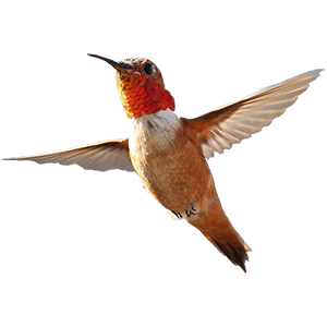 Hummingbird Sticker Pack messages sticker-4