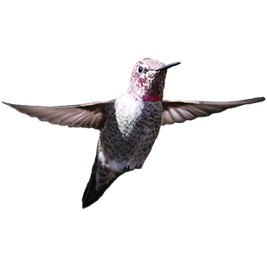Hummingbird Sticker Pack messages sticker-5