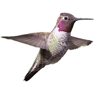 Hummingbird Sticker Pack messages sticker-1