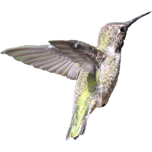 Hummingbird Sticker Pack messages sticker-2