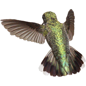 Hummingbird Sticker Pack messages sticker-5
