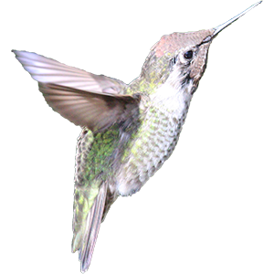 Hummingbird Sticker Pack messages sticker-0