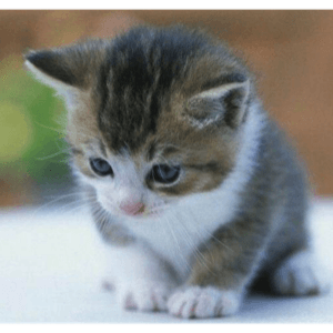 Small Kitty messages sticker-9