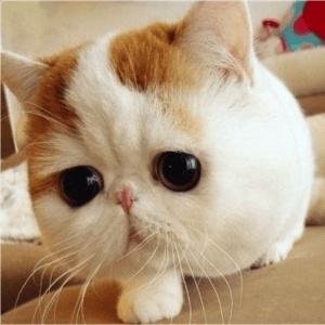 Small Kitty messages sticker-1