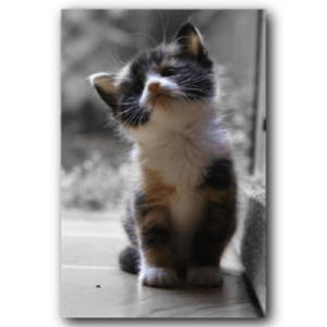 Small Kitty messages sticker-7