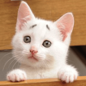 Small Kitty messages sticker-3