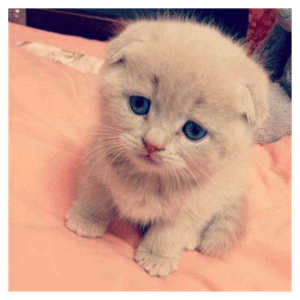 Small Kitty messages sticker-5