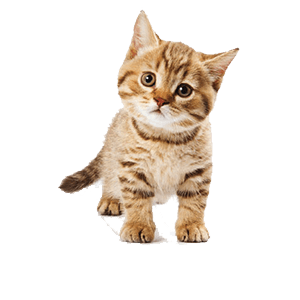 Small Kitty messages sticker-11