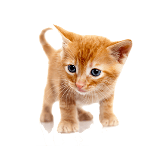 Small Kitty messages sticker-8