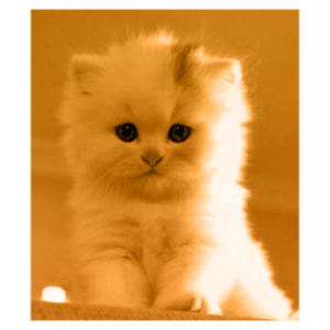 Small Kitty messages sticker-10