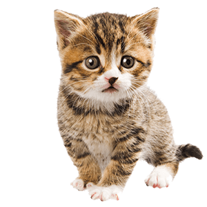 Small Kitty messages sticker-6