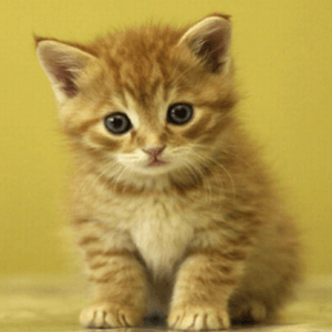 Small Kitty messages sticker-4