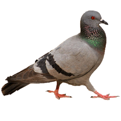 Birds on Furniture messages sticker-0