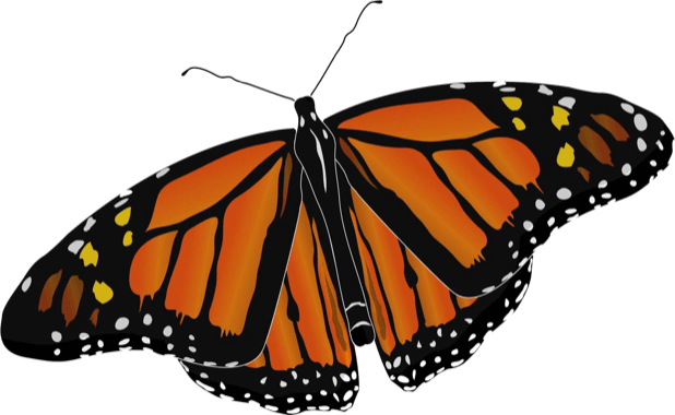 Beautiful Butterfly Sticker Pack messages sticker-4