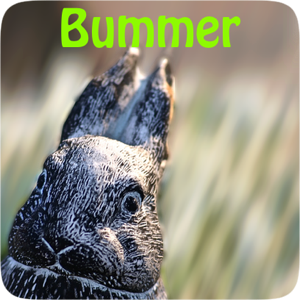 Serious Bunny messages sticker-1