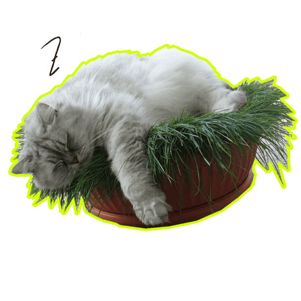 Let's Meow! - Cat Sticker Pack for Cat Lovers! messages sticker-11