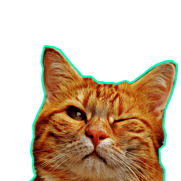 Let's Meow! - Cat Sticker Pack for Cat Lovers! messages sticker-0