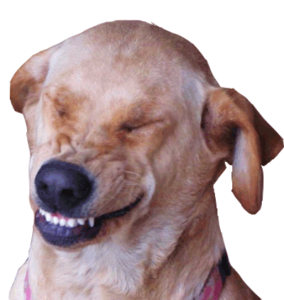 dogdings ~ animated dog stickers for dogs messages sticker-2