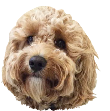 Dog Friends messages sticker-1