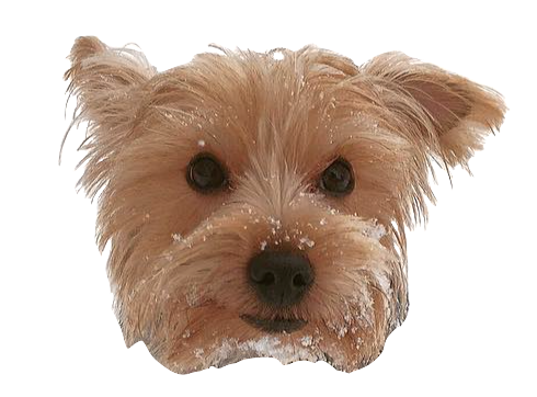 Dog Friends messages sticker-4