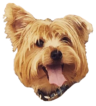 Dog Friends messages sticker-6