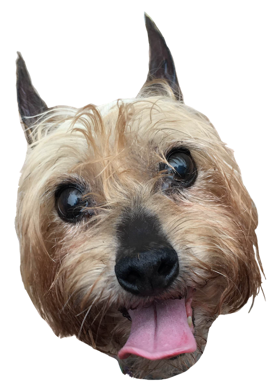 Dog Friends messages sticker-10