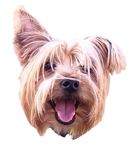Dog Friends messages sticker-0