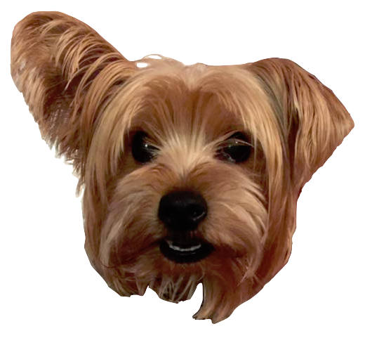 Dog Friends messages sticker-8