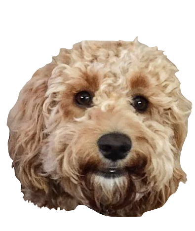Dog Friends messages sticker-3