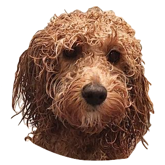 Dog Friends messages sticker-9