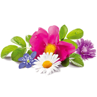 Flowers Stickers Pack FOr iMessage messages sticker-11
