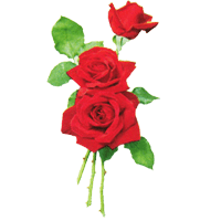 Flowers Stickers Pack FOr iMessage messages sticker-6