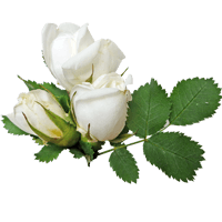 Flowers Stickers Pack FOr iMessage messages sticker-7