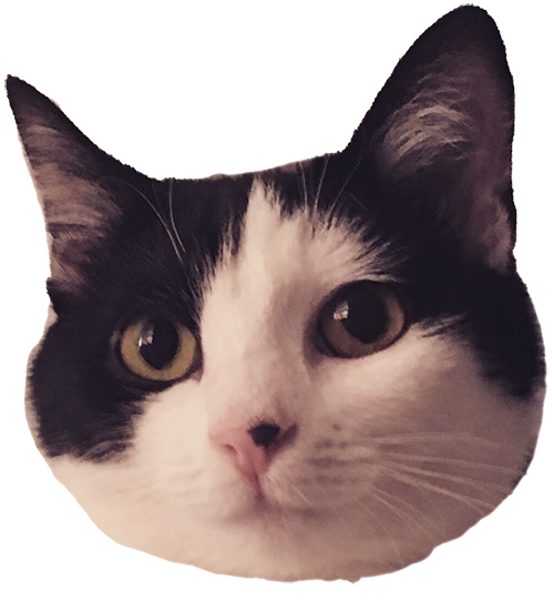Muffin the cat messages sticker-0