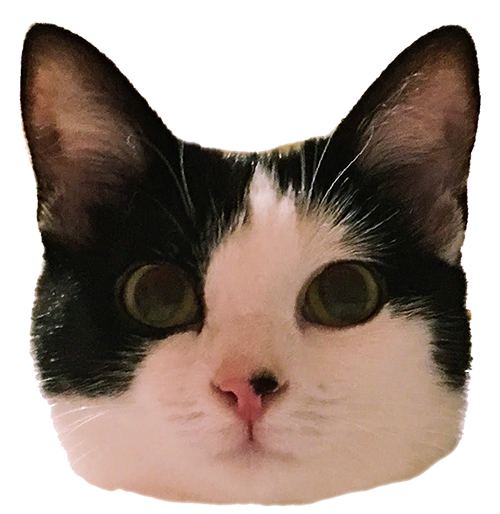 Muffin the cat messages sticker-1