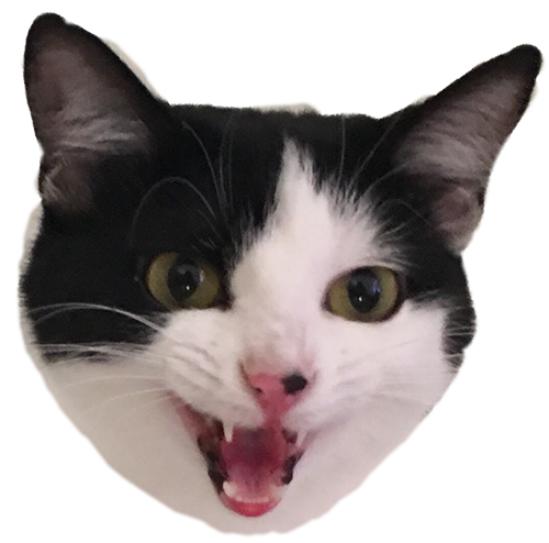 Muffin the cat messages sticker-5
