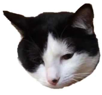 Muffin the cat messages sticker-6