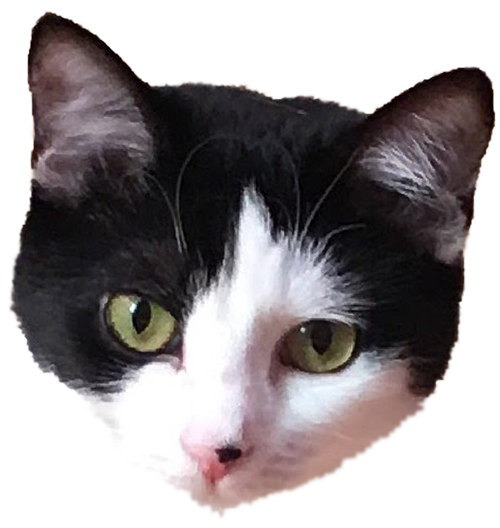 Muffin the cat messages sticker-2