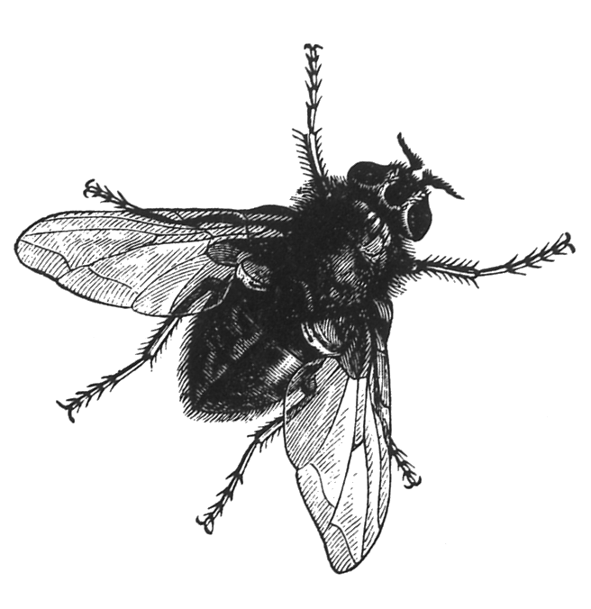 Fly stickers messages sticker-5