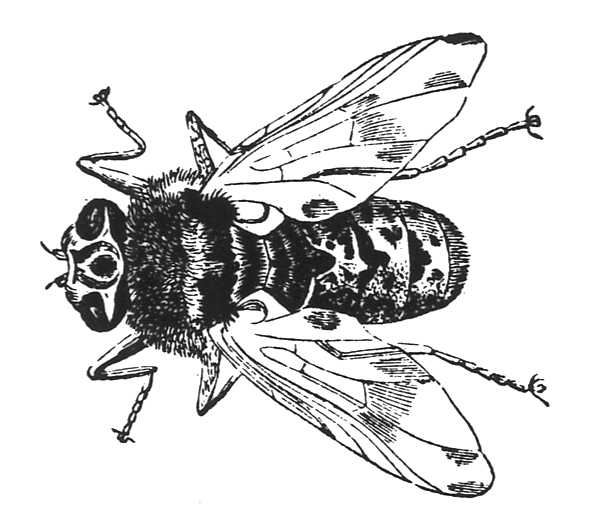 Fly stickers messages sticker-0
