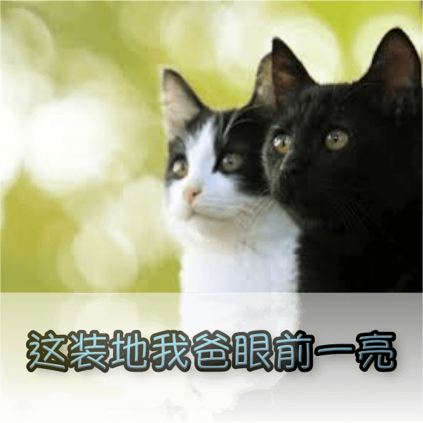 喵主子 messages sticker-5